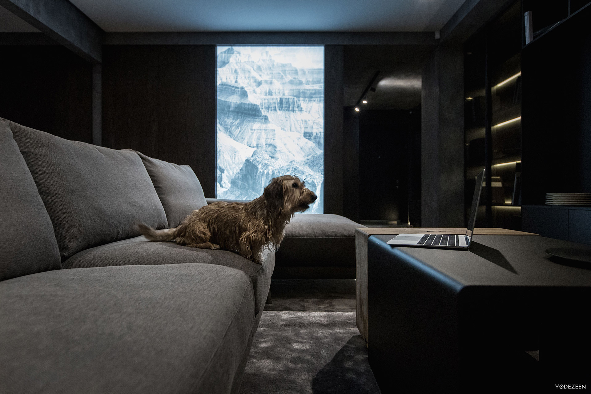 Grey sofa and a dog