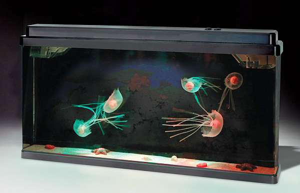 Jellyfish Aquarium