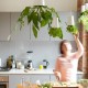 Hanging Plants In The Kitchen