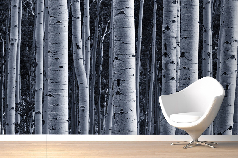 Silver-Birch-Forest-Wallpaper