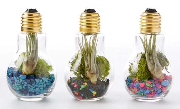 Diy Light Bulb Terrarium Adorable Home