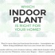 Advices About Indoor Plants