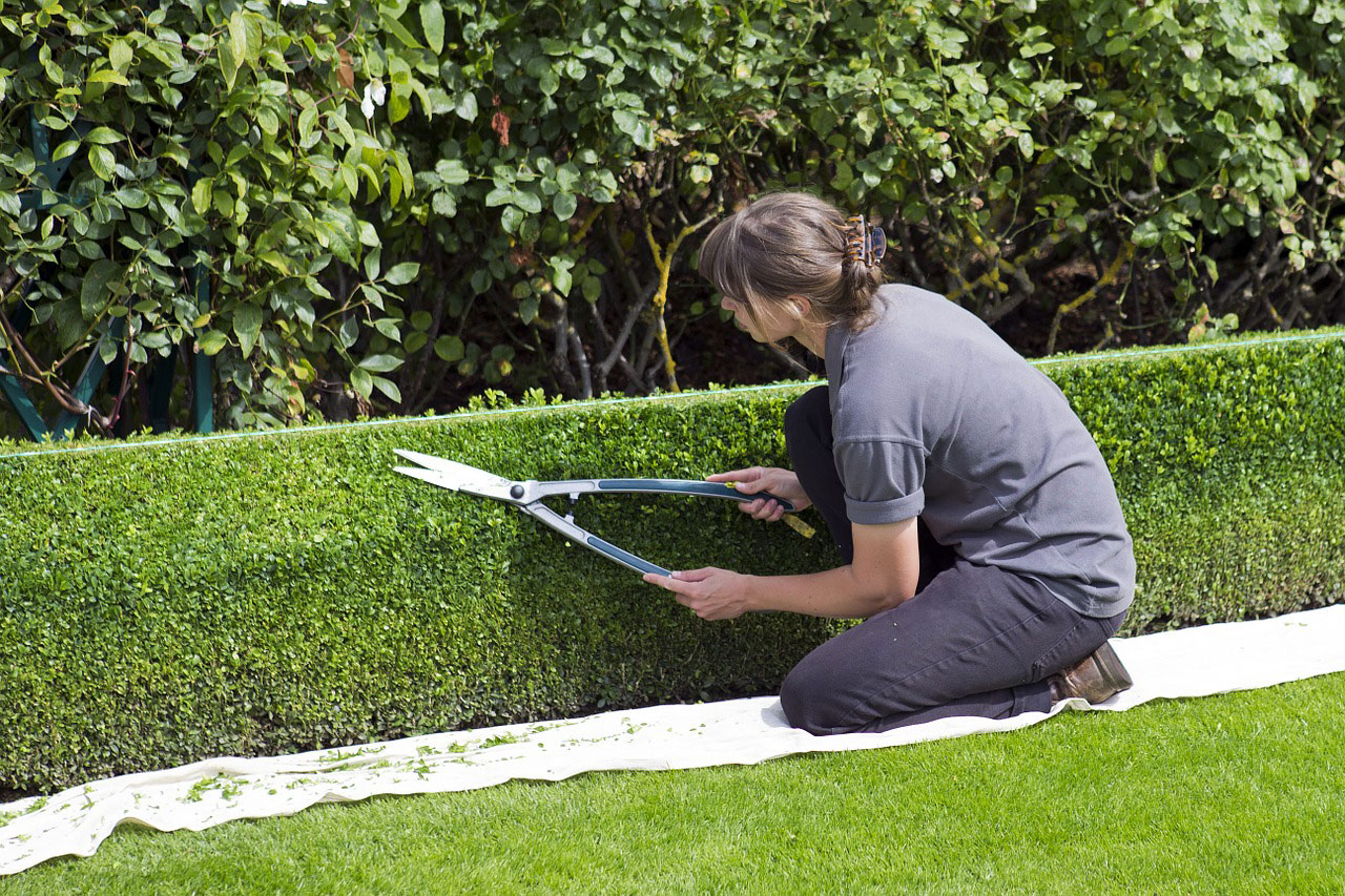 Trimming Shrubs