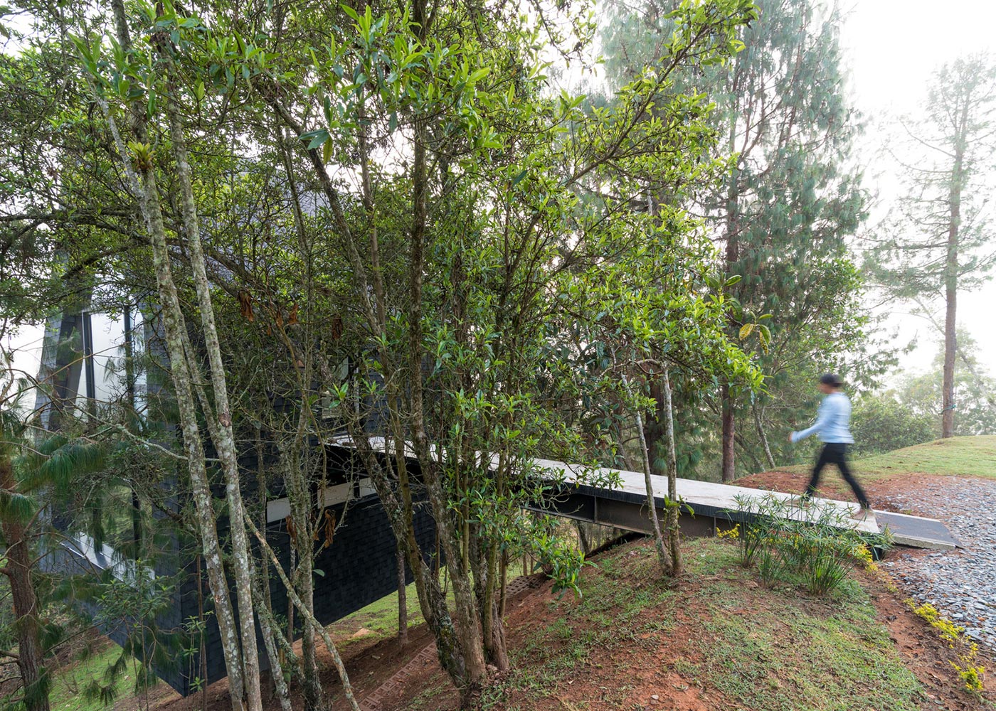 Forest Bridge Path