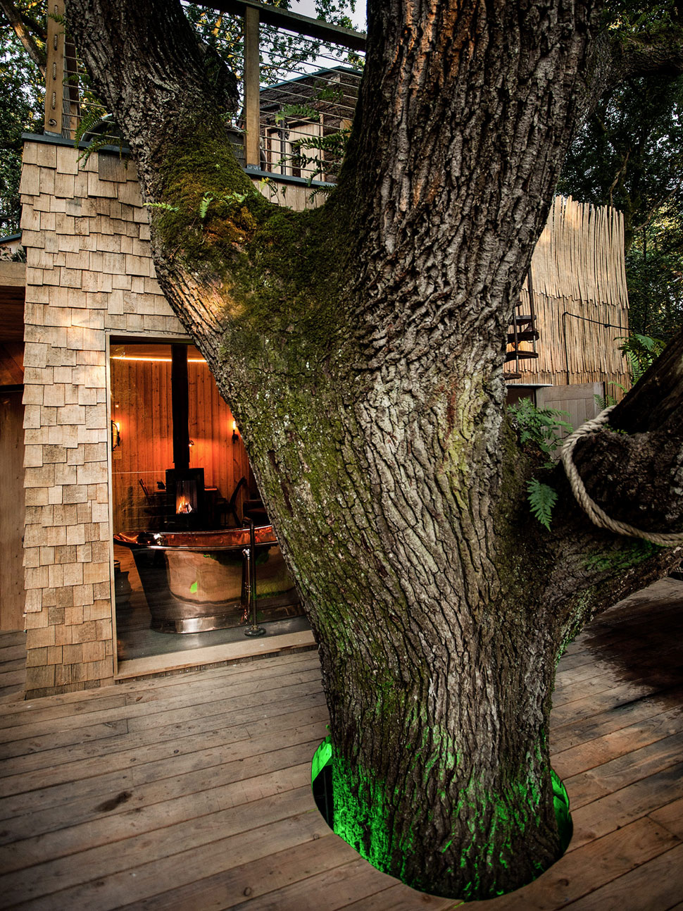 Tree Growing Through A Tree House Deck