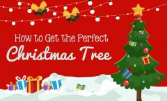Picking The Perfect Christmas Tree