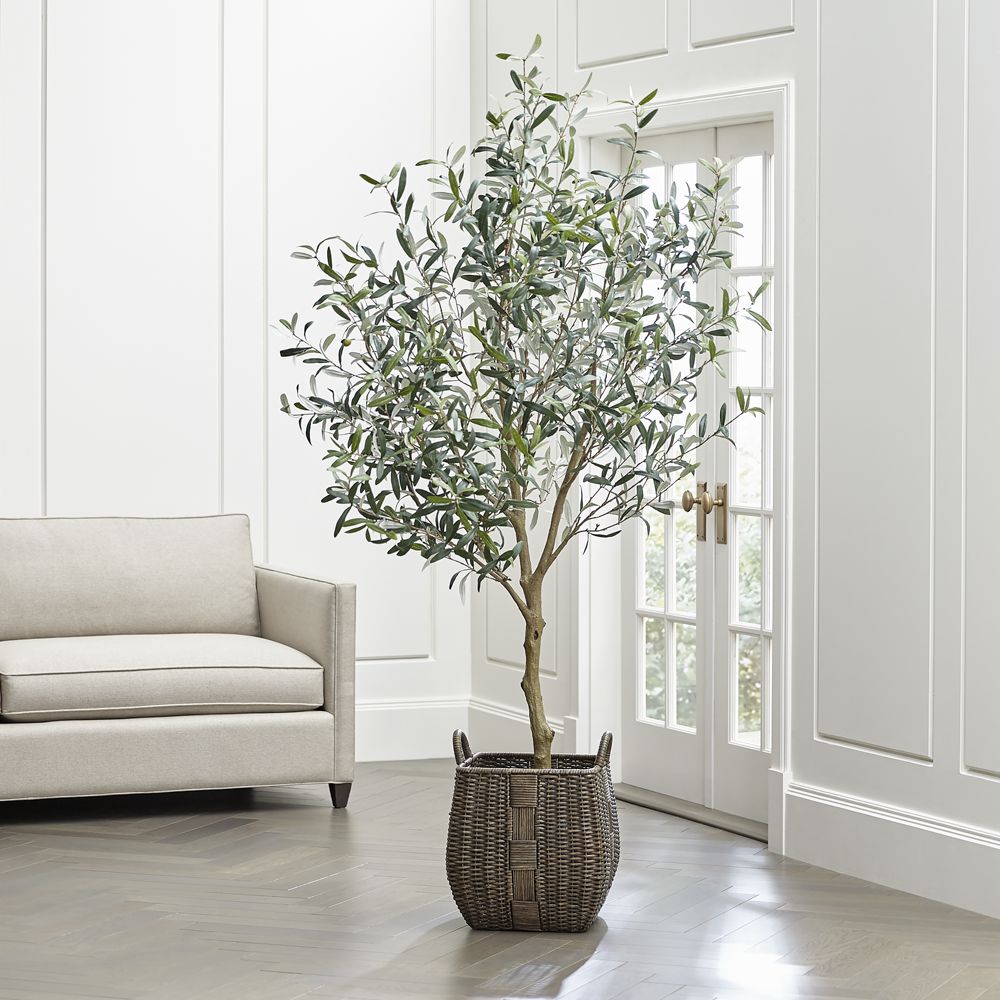 Olive Tree Indoors