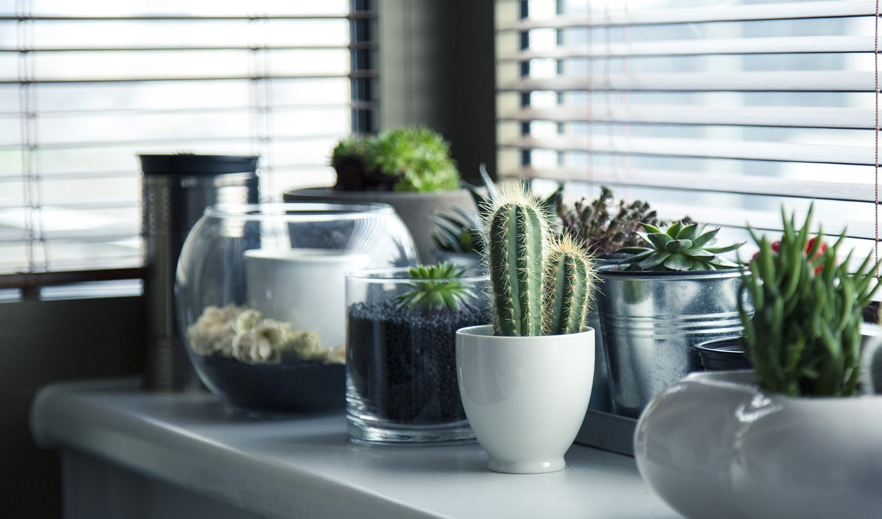 Succulents On The Windowsill