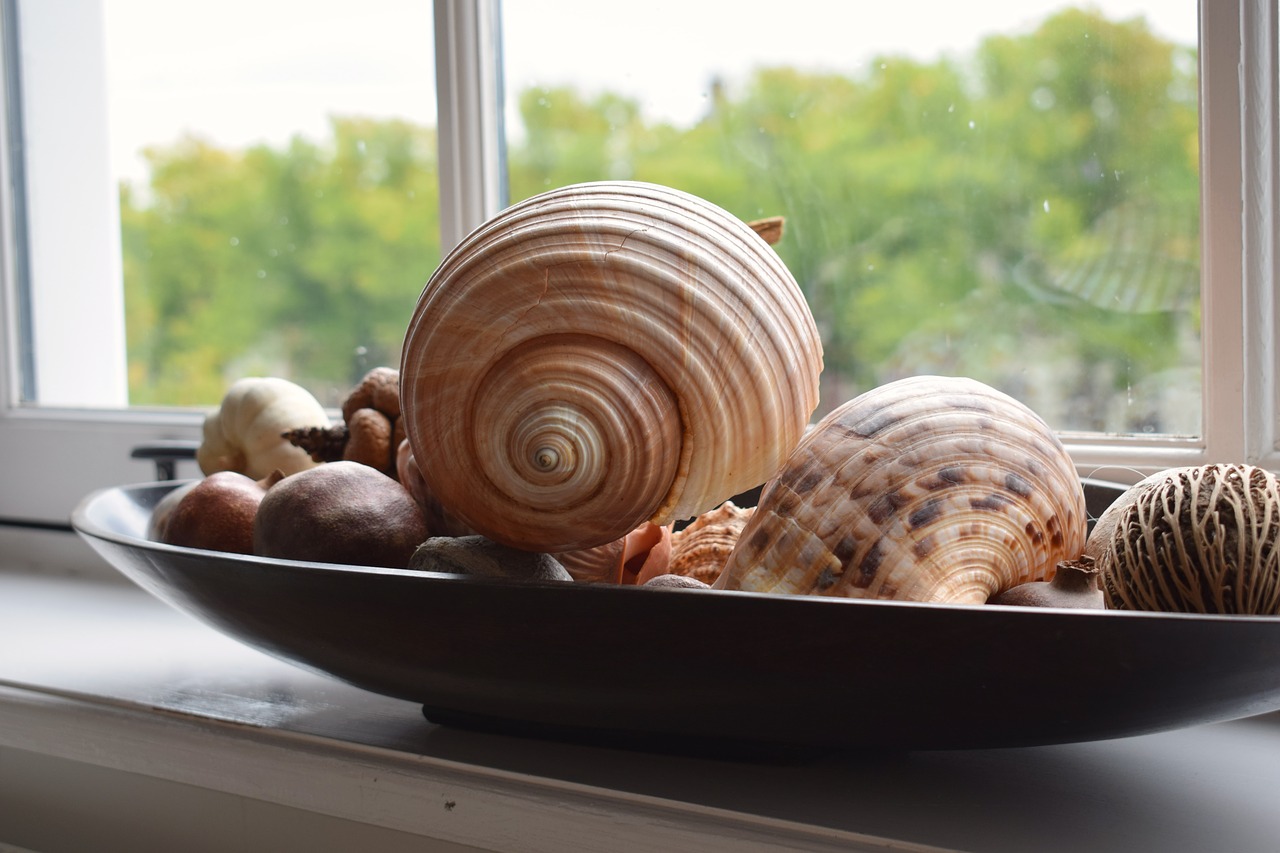 Collection Of Seashells