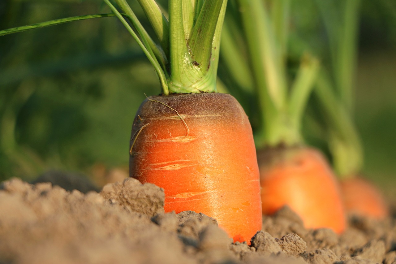 Growing Vegs In The Garden