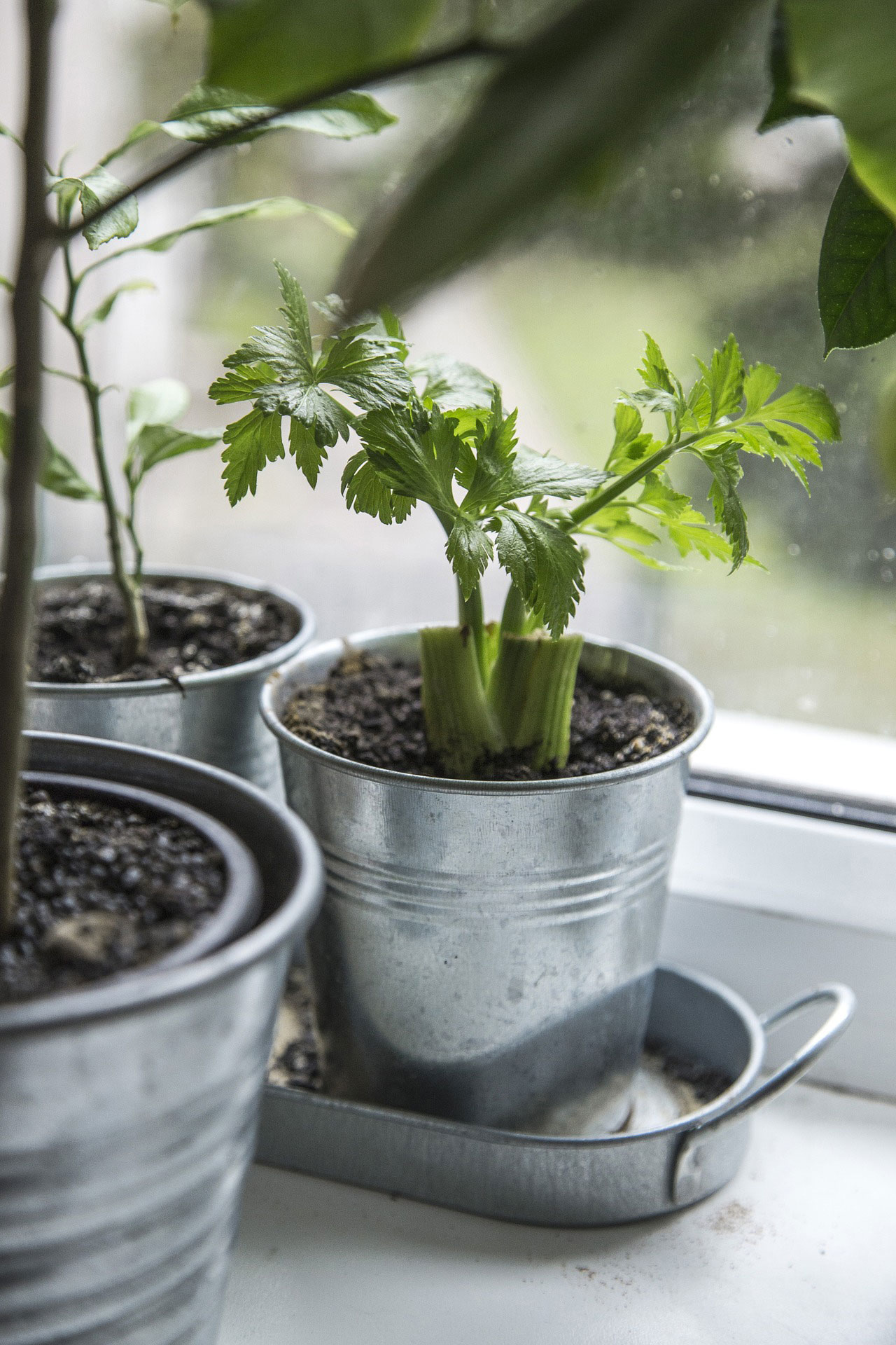 Window Ledge Herbs