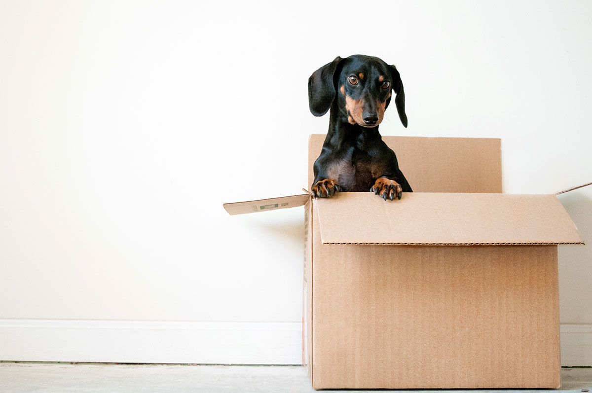 Dog In A Brown Box