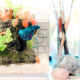 3 Beginner Friendly Aquarium Setups For Your Home