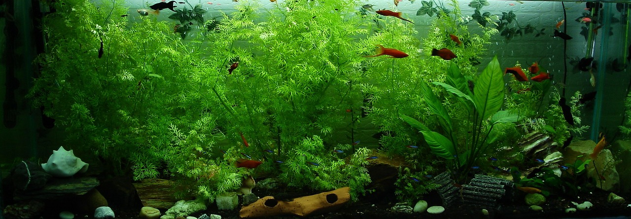 Large Aquarium