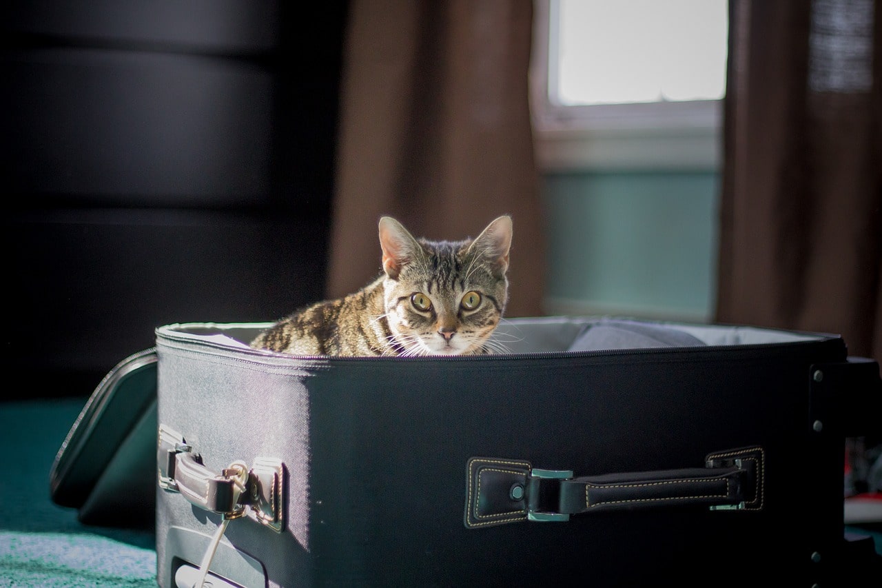 Cat In A Suitcase From The Article Moving With Your Pet To A New Home