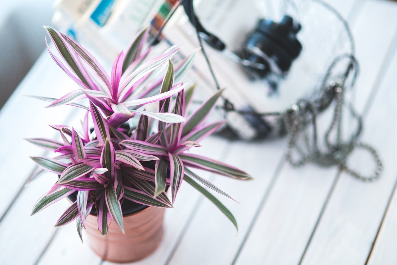 Indoor Plant In Green And Pink