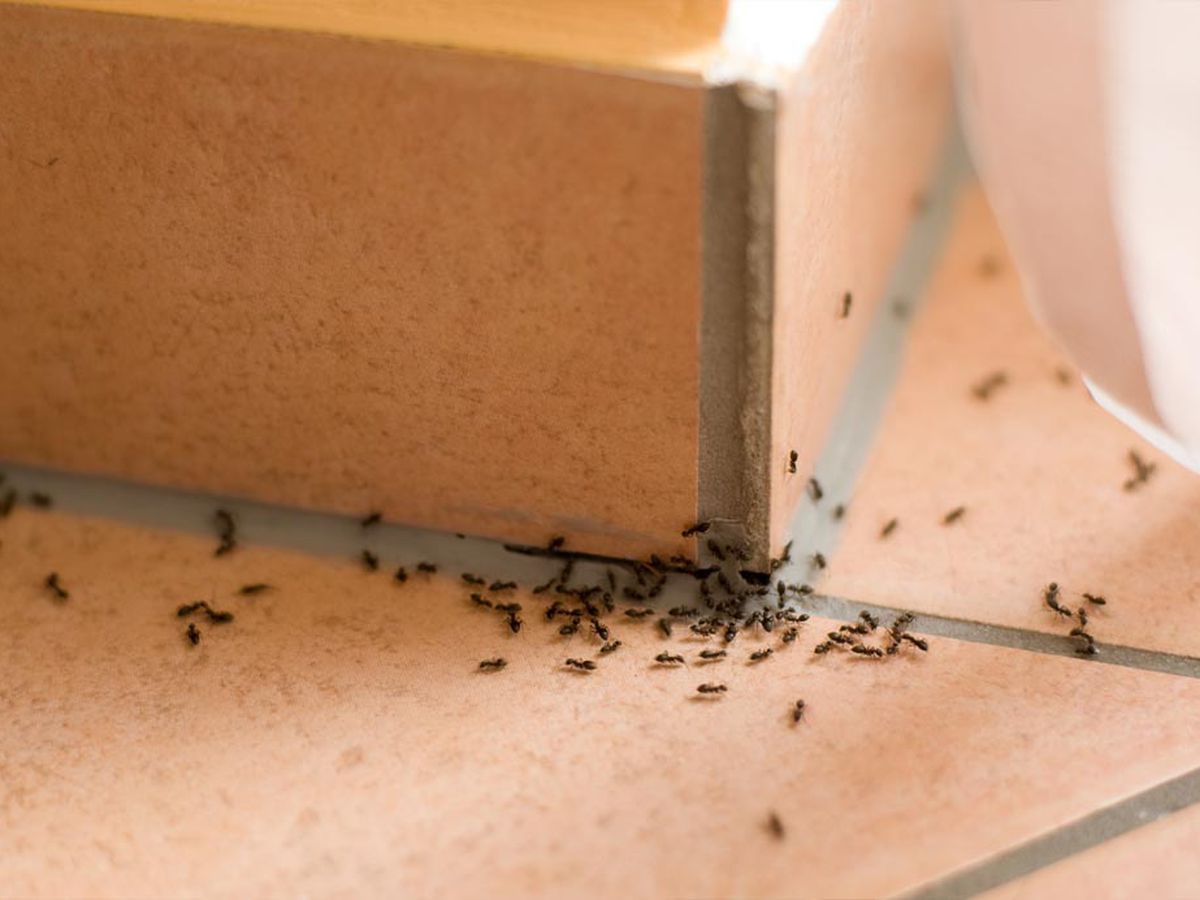 What are the Common Problems with Pests?