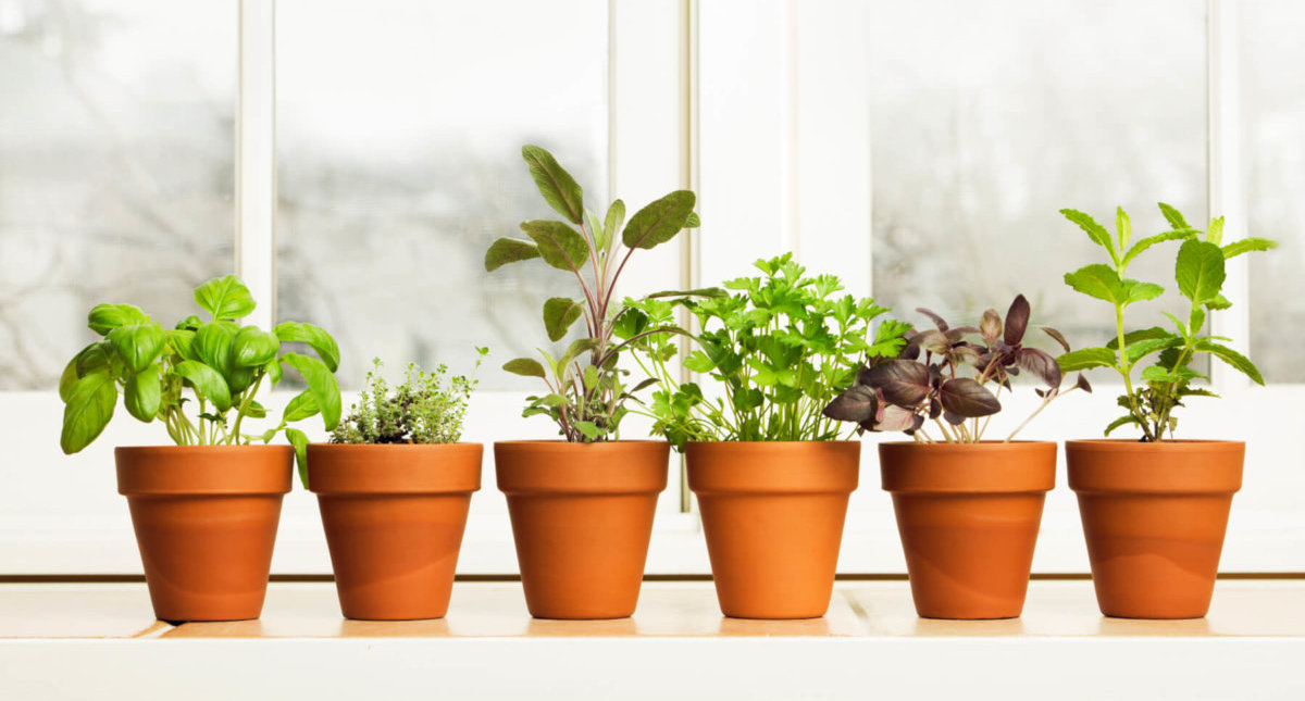 Herbal Garden By The Window