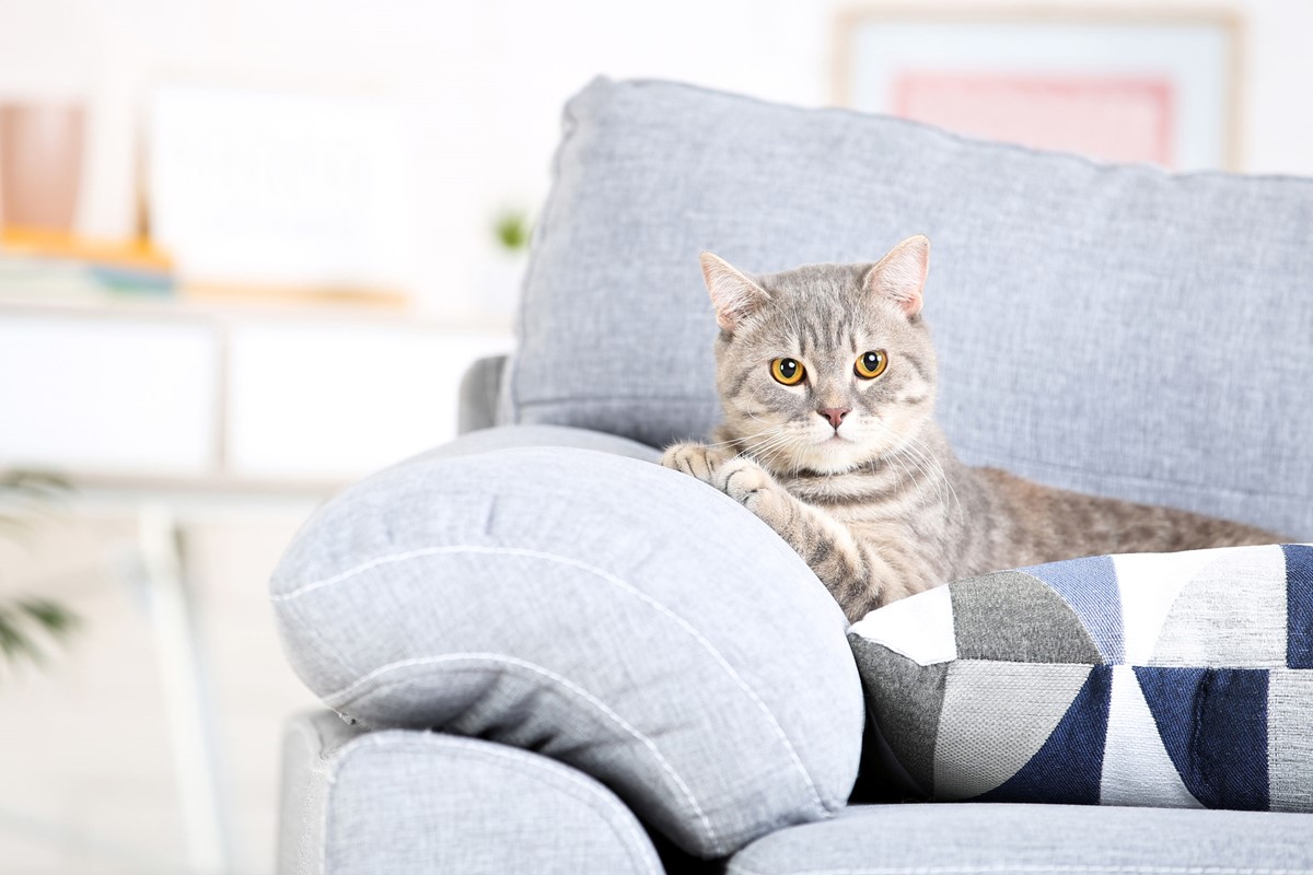 Beautiful Cat Lying On Grey Sofa