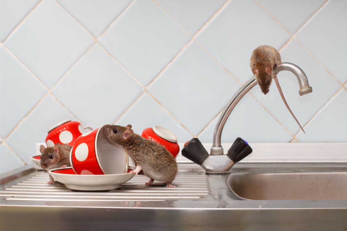 Rats In The Kitchen