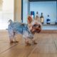 4 Crafty Ideas For Pet-Proofing Your Home