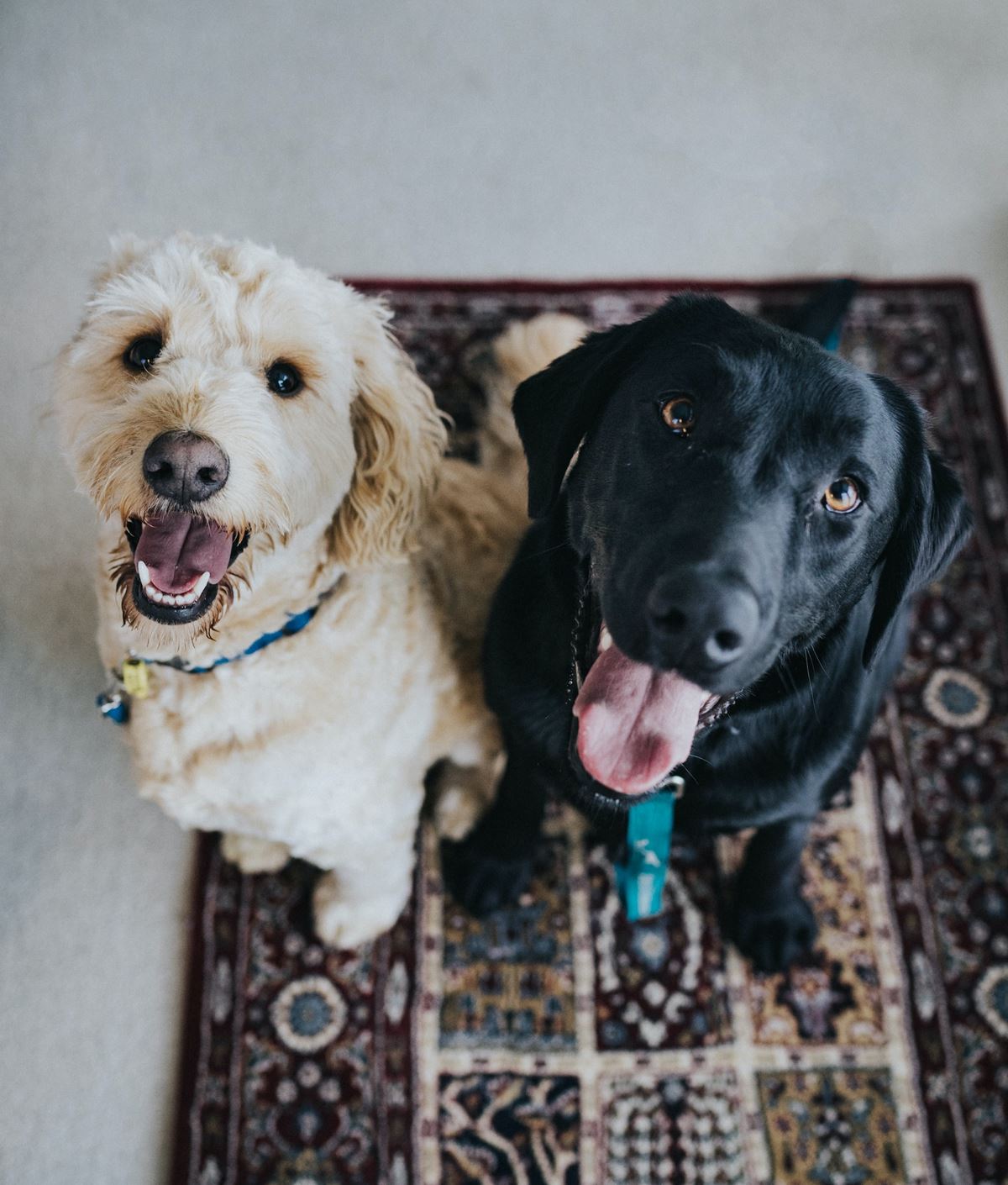 Dogs On Carpet